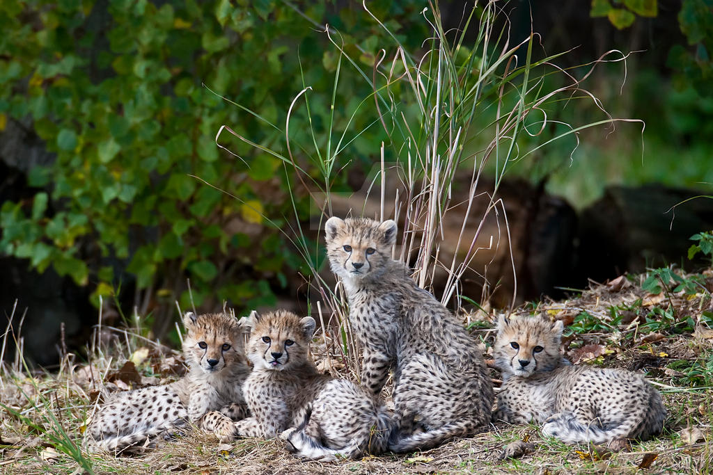 Sudanese Cheetah Cubs 284-11o