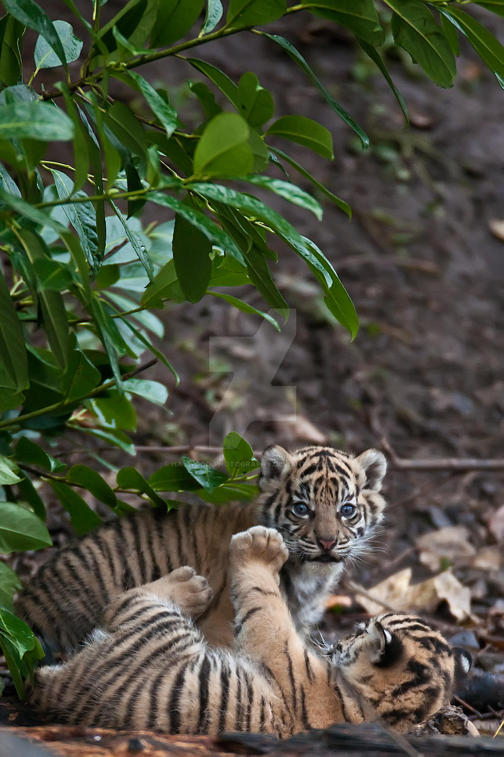 Sumatran Tiger Cubs 291-11d