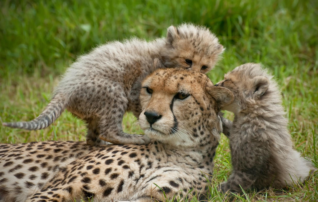 The Cheetah Family 305-12m