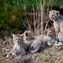 International Cheetah day 2012