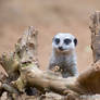 Meerkat 169 13a