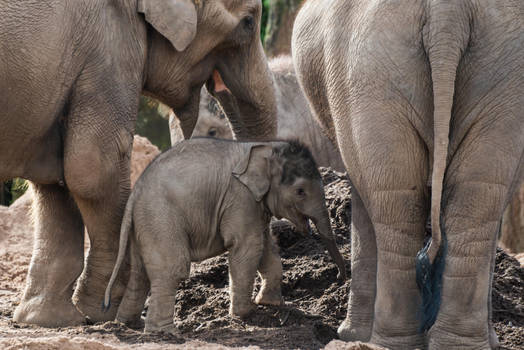 Indian Elephant calf  Rik0319