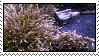 bog moss