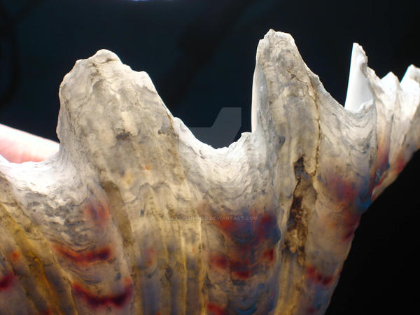 Edge Shell shell edge 2 by alex-skimmed on DeviantArt