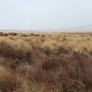 Tussock land