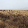 Tussock land