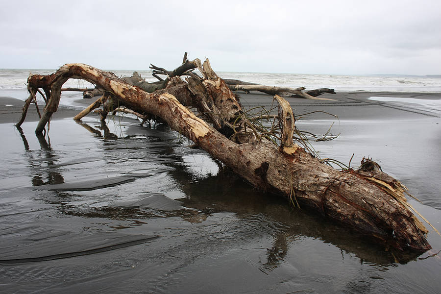 Evil Driftwood by CathleenTarawhiti