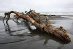 Evil Driftwood by CathleenTarawhiti