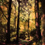 Enchanted forest 3