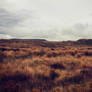 Tussock land