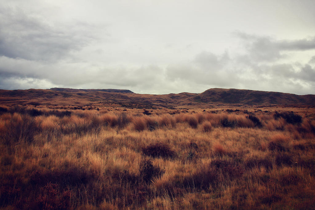 Tussock land