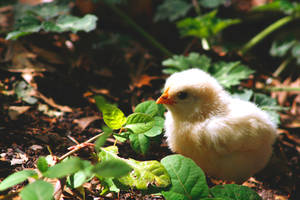 Chicken stock