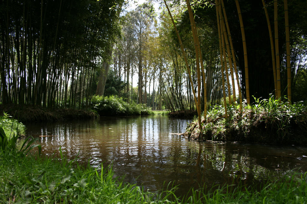 Swamp stock 2 Taitua New Zealand