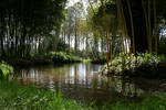 Swamp stock 2 Taitua New Zealand by CathleenTarawhiti