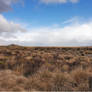 Tussock land Waiouru New Zealand