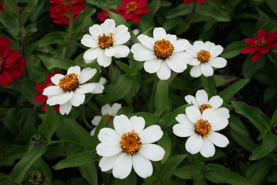 White flower stock 2