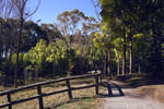 Forest walkway Taitua arboretum New Zealand by CathleenTarawhiti