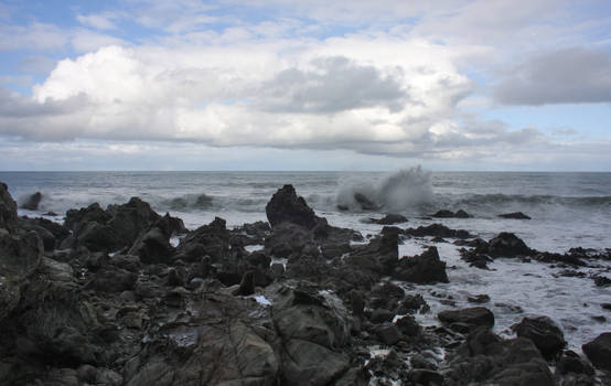 Seals near Kaikora South Island New Zealand 5