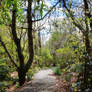 Forest walkway