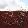 Blossom tree by Cathleen Tarawhiti