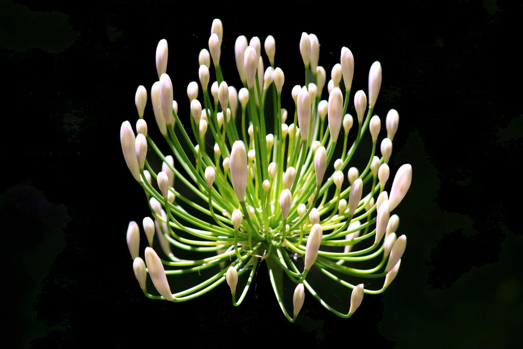 Rave at the Cotton Bud Club - white flower stock