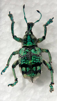 Blue weevil - top (even though it's green)