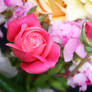 Flowers stock 6