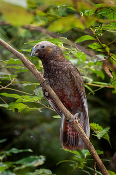 Bird stock - New Zealand Kaka