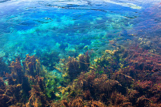 Te Waikoropupu Springs, New Zealand 3