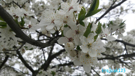 White.flower