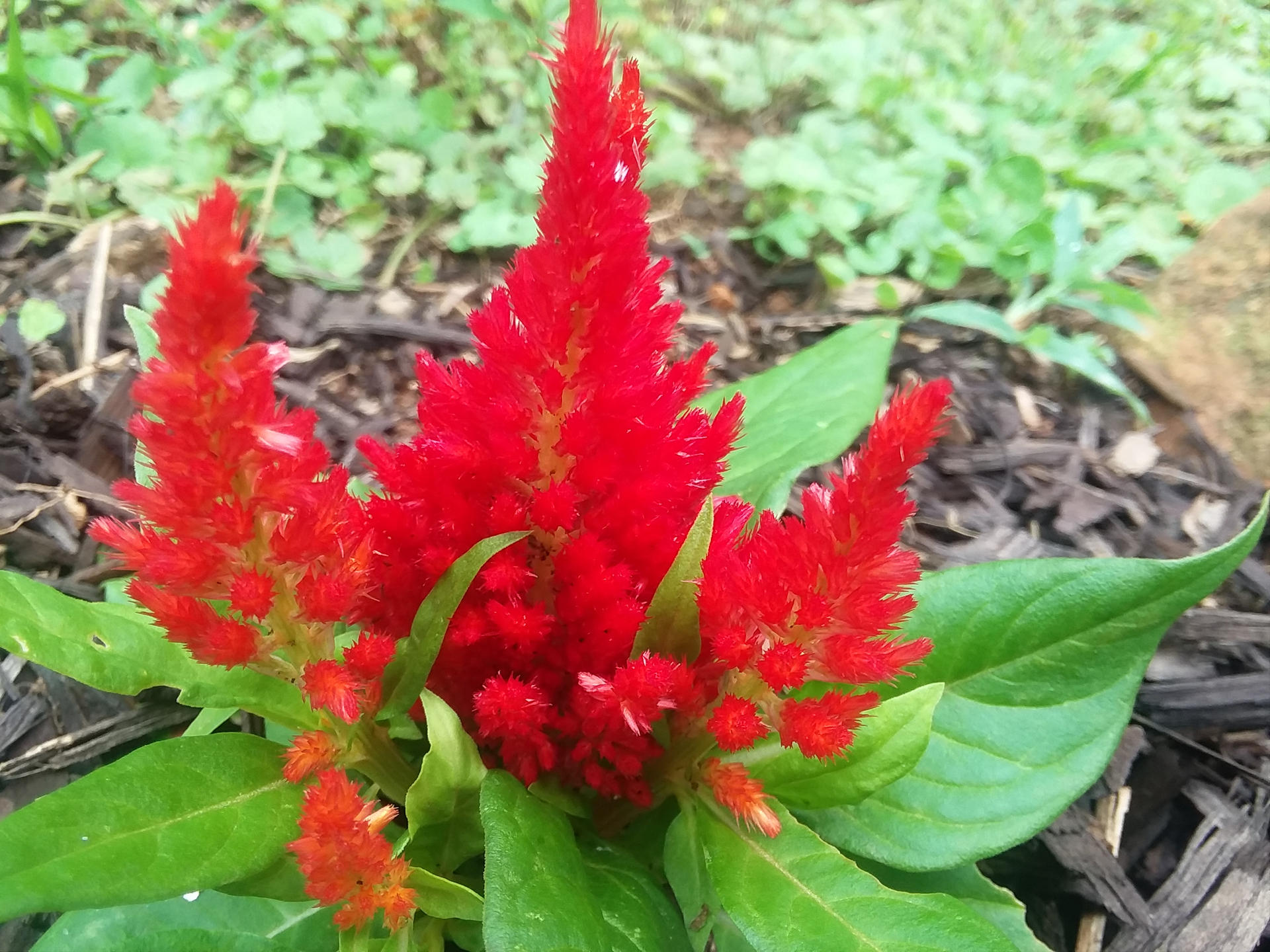 Red Fuzzy Flower Cluster by ApotheosisOfEdd on DeviantArt