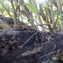 Stick Bug On Fig Tree