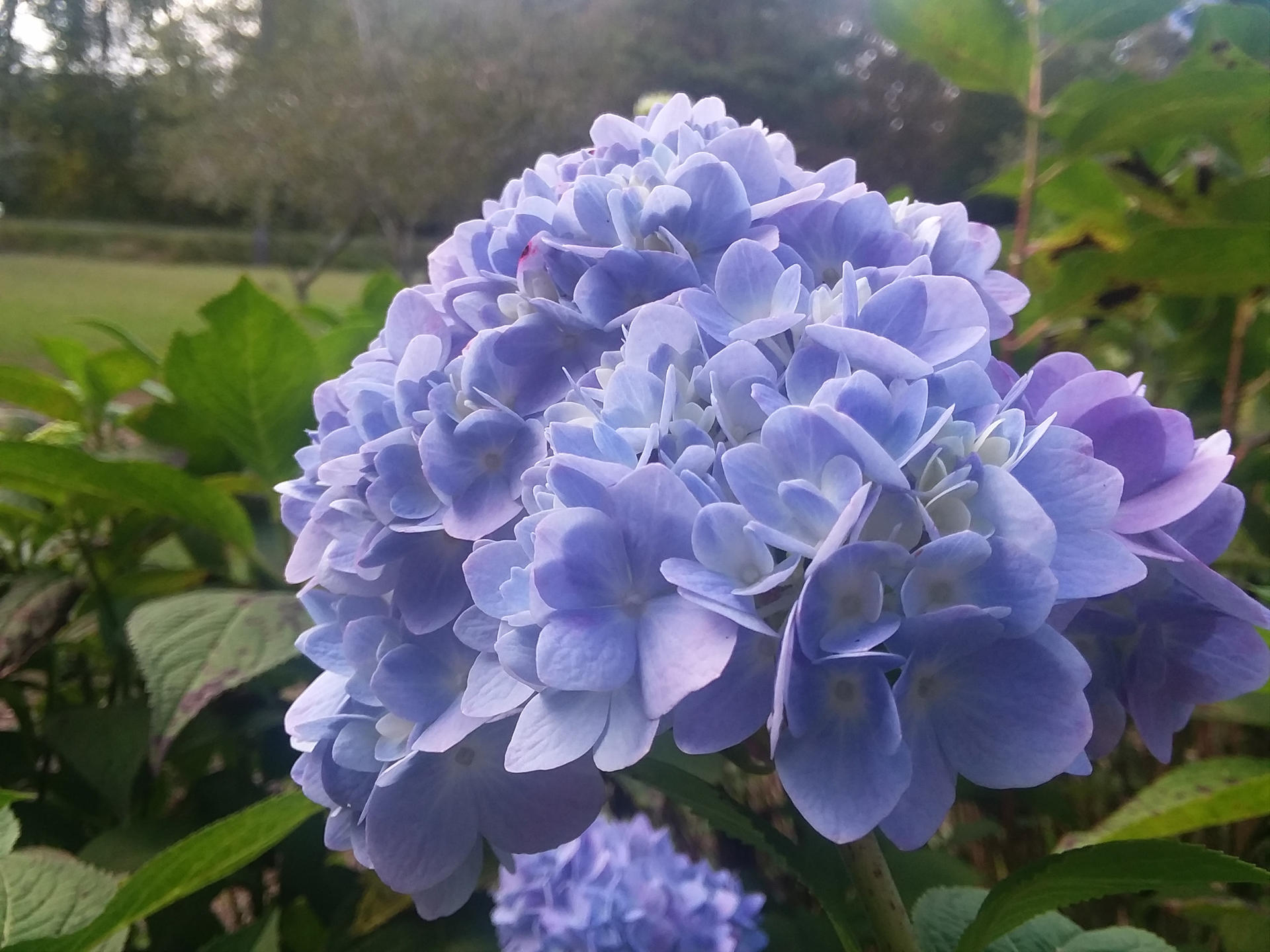 Indigo Clusters Indigo Cluster Flower by ApotheosisOfEdd on DeviantArt