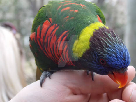 Lorikeet