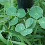 lil clovers