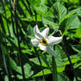 Flower in my garden