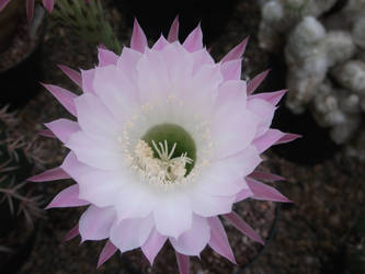 Cactus Flower 2