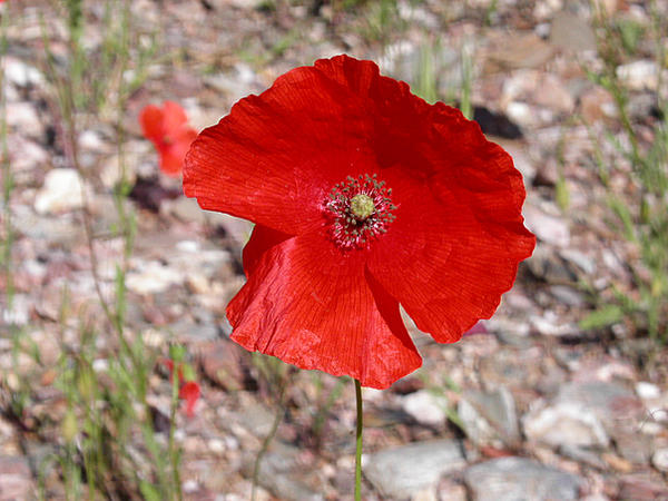 Rustins Poppy Poppy by ruiserra on DeviantArt