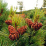 Pinus pumila