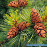 Siberian dwarf pine