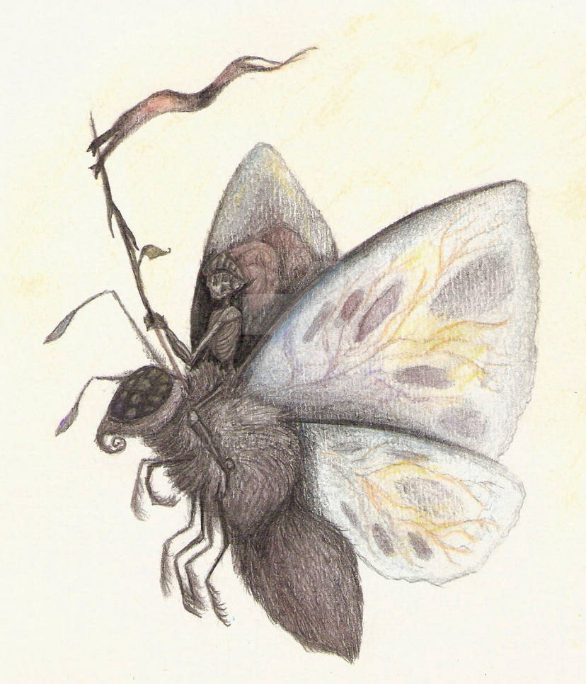 Moth Rider by MuseTerra on DeviantArt