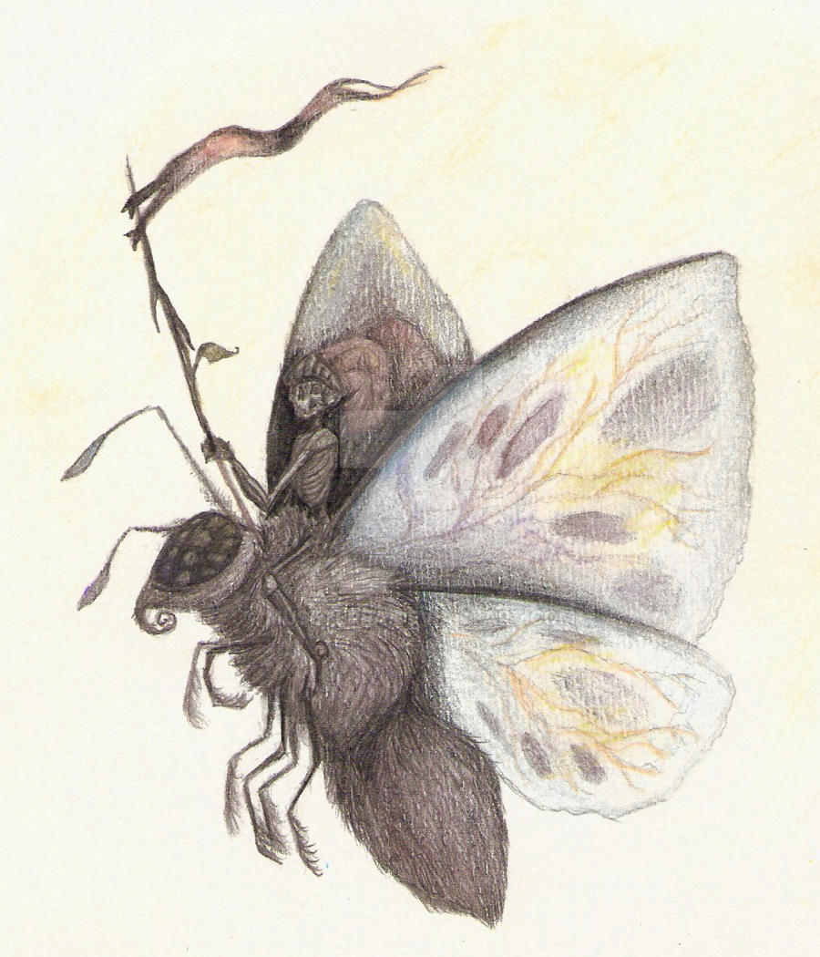 Moth Rider by MuseTerra on DeviantArt