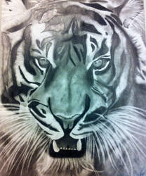 Bengal tiger drawing