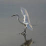 Egret at Cove Island Park 3