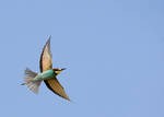 Merops apiaster - Bee-eater by uzuncan