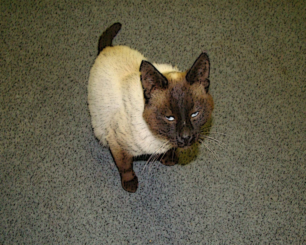 Télécharger gratuitement Images Suzdal Trololo Cat By Sicilium On Deviantart actualisé par