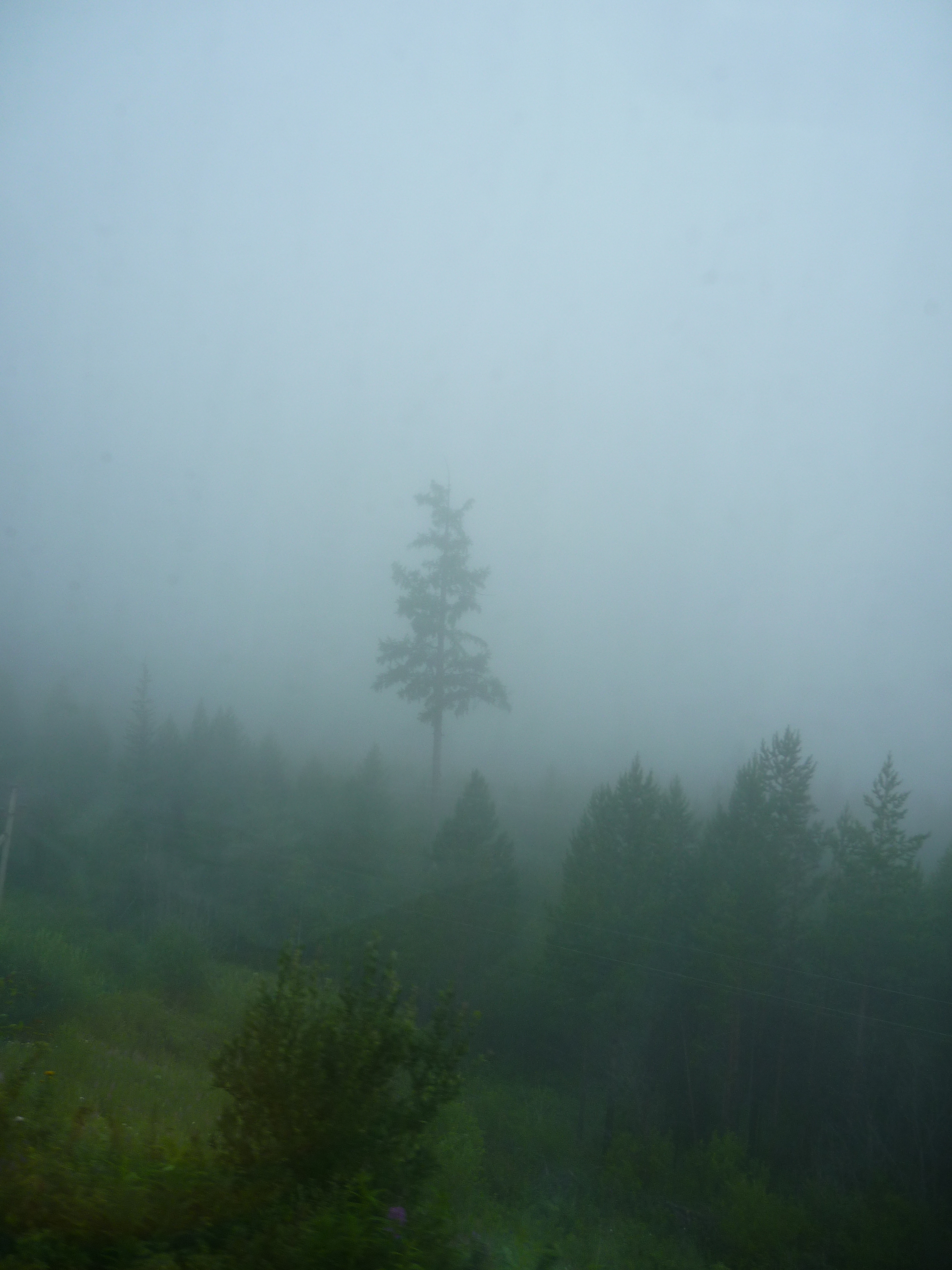 Siberian Misty Tree