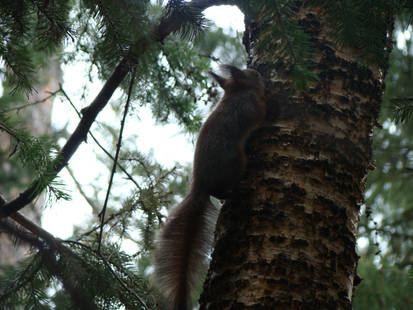 Squirrel of Spring 2013 again