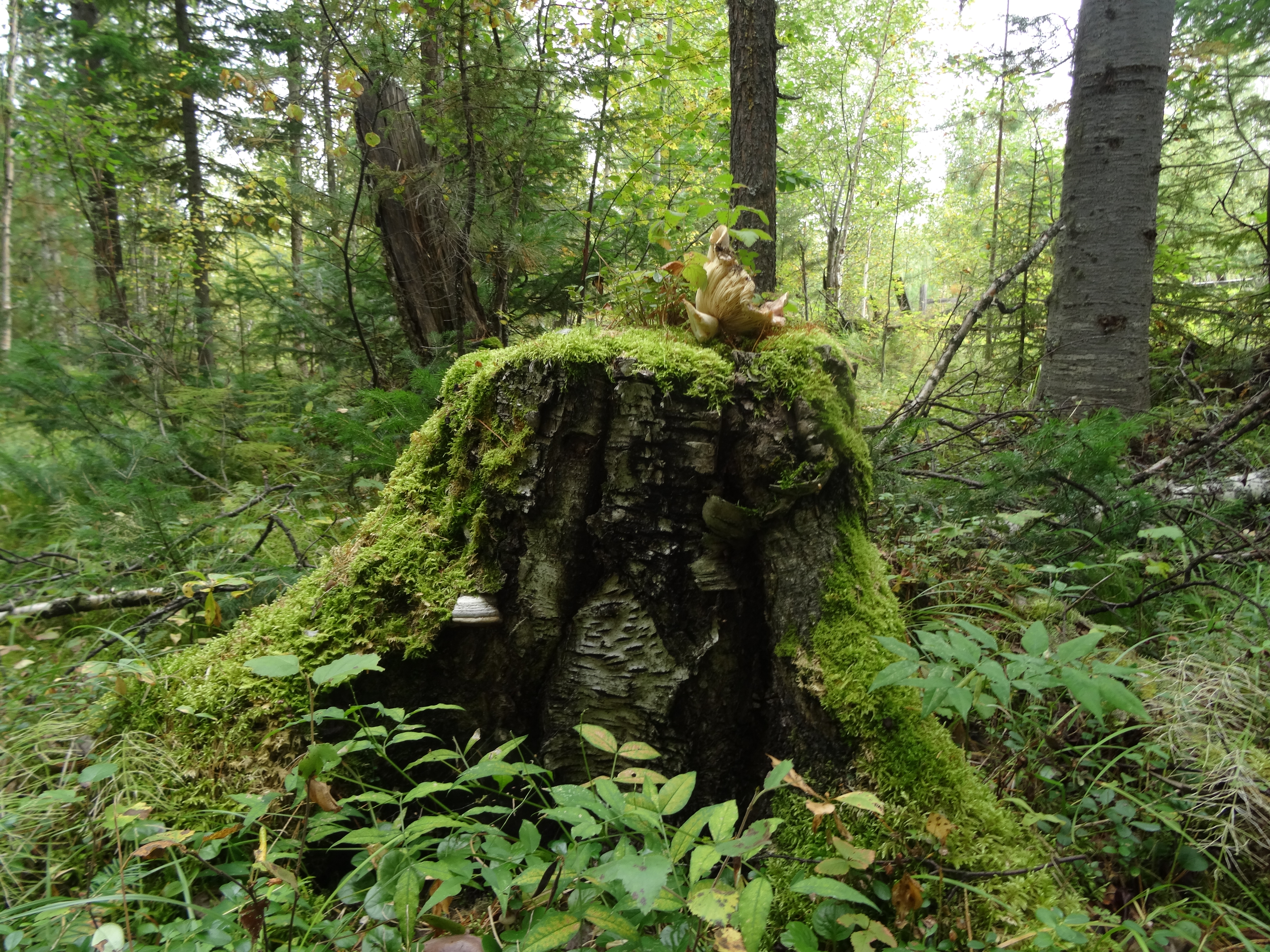 Moss stump landscape (29/8/2015)