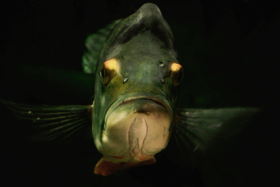 Depression Fish Depressed Fish by freddyk-anxiety on DeviantArt